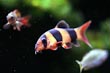 Clown Loach fish